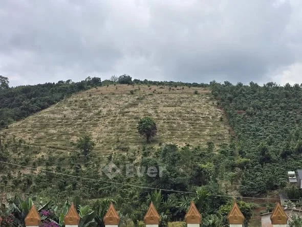 Chủ kẹt cần bán gấp Bán 1h4 thôn 3 mê linh(hiện tại đang trồng bơ và cafe)