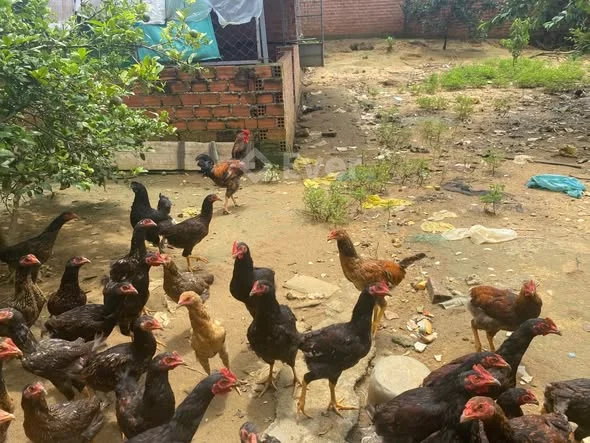 Ảnh bất động sản