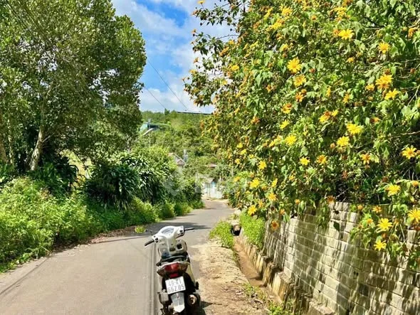 Lô đất hẻm 23B Nguyễn Trãi - Phường 2 - Bảo Lộc- Dt: 9x30 sẵn có 120m2 thổ cư