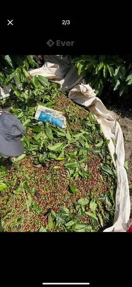 ,- Chính chủ cần bán rẫy thôn 1 xã Dak Tơ Lung --Kon Rẫy -Diện tích gần 3 hecta , đất bằng phẳng