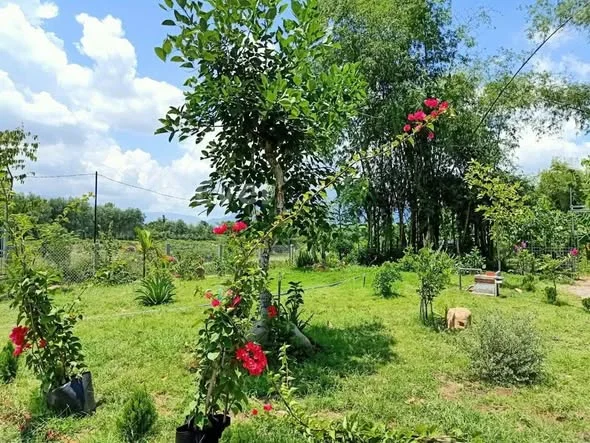 Cần bán 2700m2 đất trồng cây 2 MT đường bê tông vị trí y hình tại Hòa Ninh.