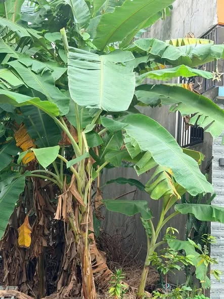 Diện tích: 81m²Hướng: Tây BắcĐường trước đất: 5m5, vỉa hè 3mGiá chốt: 3 tỷ 790 triệu