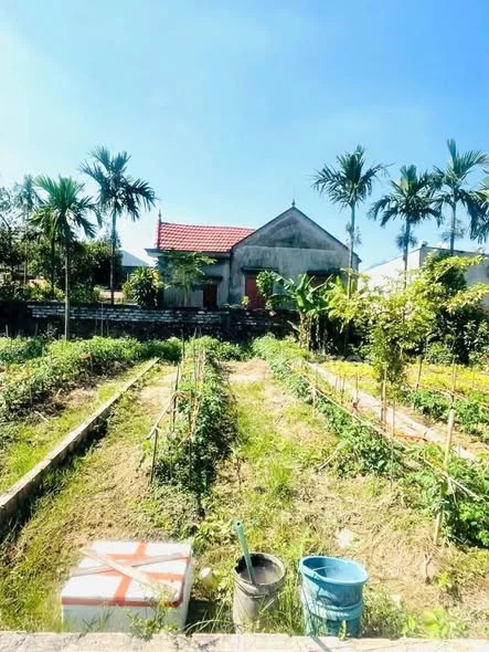 Đất Thuỷ Triều - Thuỷ Nguyên Diện tích : 64,6 m2 Không lỗi lầm gì