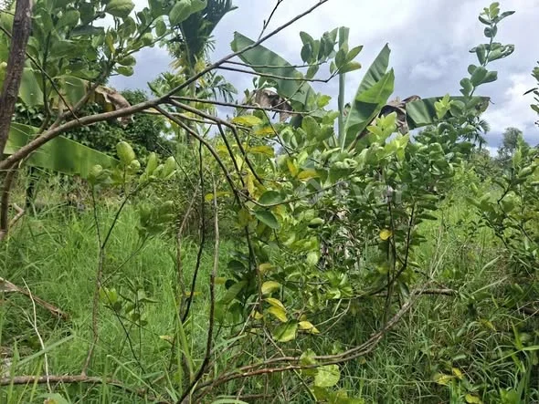 HƠN 1 CÔNG ĐẤT GẦN BV SỐ 10 - THẠNH XUÂN - TP. CẦN THƠ