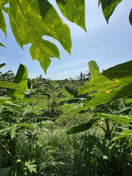 Mặt tiền Lộ 3B - Ngã 6 - Hậu Giang Lộ mới rộng 23m Ngang 20m x 130m = 2600m