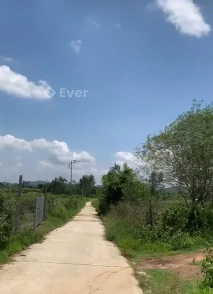 Bán vườn thanh long quy mô lớn – Hàm Cường, Hàm Thuận Nam