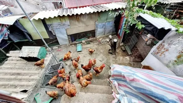 MÃI EM MỚI SĂN ĐƯỢC MỘT CĂN CẤP 4 __ GIÁ CHỈ 6XX . Ngõ Iamaha .p Đoàn kết .t lai châu
.dt 7x20m ..