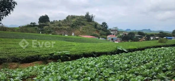 SIÊU PHẨM VIEW ĐỒI CHÈ HIẾM TẠI HOA BAN TDP Hoa Ban, phường Vân Sơn