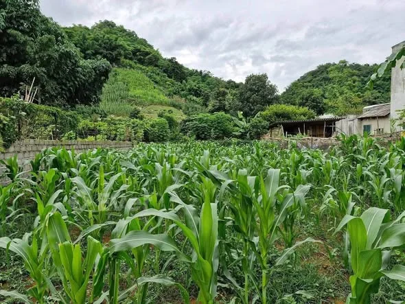 250m² với mặt tiền 10m dài 25m đất bằng phẳng, thoángĐ/c: bản Kềm, Chiềng Ngần