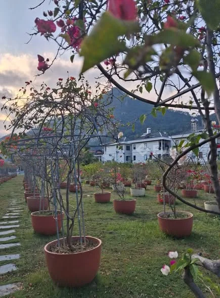 Đẹp và thơ mộng. KĐT Shining city trung tâm tp Sơn La. Lô 75m2 đối diện công viên trung tâm. Siêu đẹ