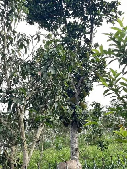 Bán Nhanh Đất Vườn Bản Híp, Chiềng Ngần.Đất view Hồ Thoáng Đẹp, Đường Ô Tô Đi Lại Thoải Mái