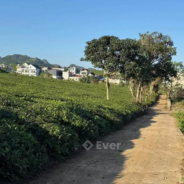 ĐẤT ĐẸP PHƯỜNG THẢO NGUYÊN– HƠN 7.000M²TDP Pa Khen, Phường Thảo Nguyên.Mộc