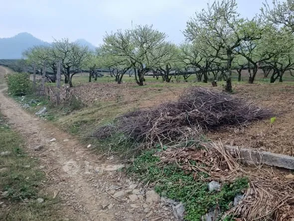 ĐẤT ĐẸP PHƯỜNG THẢO NGUYÊN– HƠN 7.000M²TDP Pa Khen, Phường Thảo Nguyên.Mộc