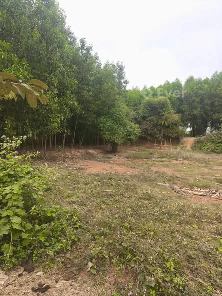 BÁN ĐẤT MẶT ĐƯỜNG NHỰA THÁI LONG, TUYÊN QUANG