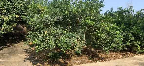 CƠ HỘI SỞ HỮU ĐẤT ĐẸP TỔ 16-AN TƯỜNG Vị trí vàng, chỉ 200m ra Quốc Lộ