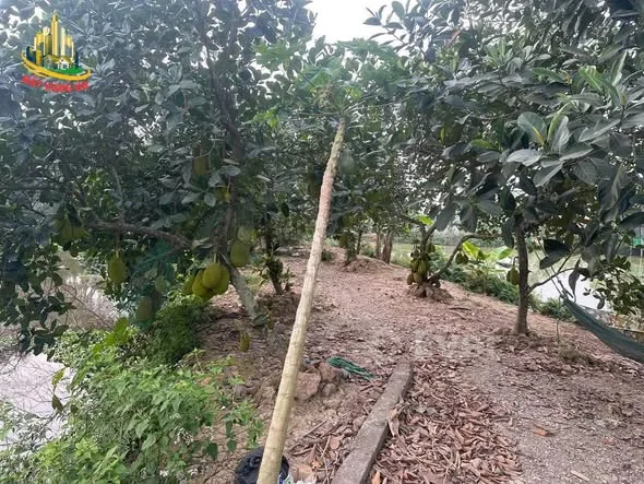 Chủ nhà gửi bán lô đất rộng đẹp thôn Vàng Ngọc - Xã Trường Yên cũ Giờ Thuộc Phường Tây Hoa Lư