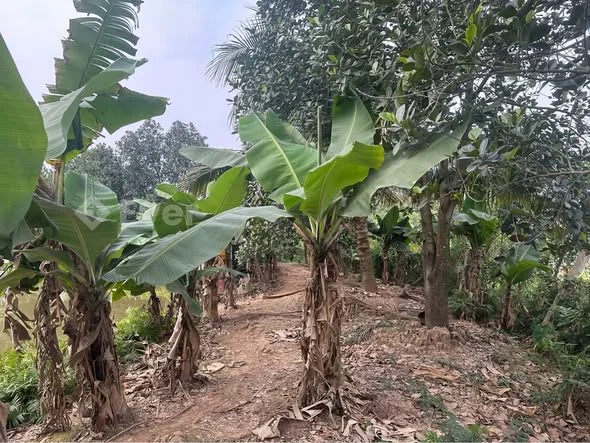 Chủ nhà gửi bán nhanh lô đất rộng đẹp thôn Vàng Ngọc Xã Trường Yên cũ