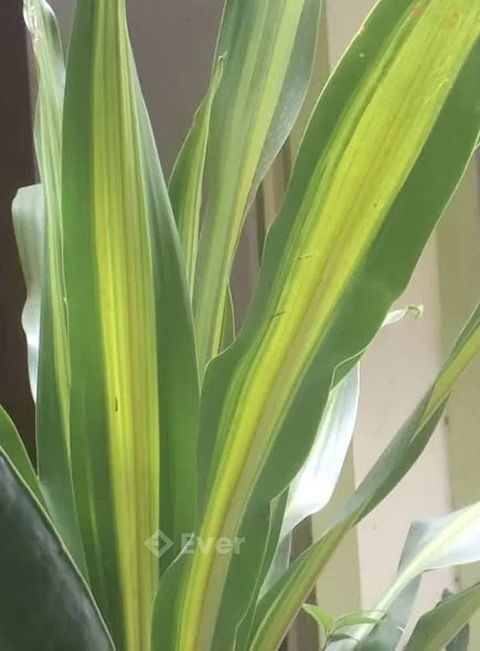 BÁN GẤP NHÀ MÁI BẰNG ĐÔNG VĂN – QUẢNG ĐÔNG Vị trí đắc địa, thuận tiện sinh sống & kinh doanh