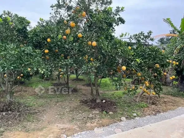 MUA ĐẤT – ĐƯỢC LUÔN VƯỜN BƯỞI, HIẾM CÓ KHÓ TÌMThôn Dư Khánh – Hoằng Đạo (cũ)