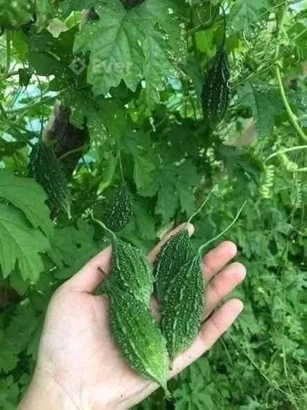 CHỦ NHÀ BÁN NHÀ VỀ Ở CÙNG CON – TRUNG TÂM ĐINH LIỆT