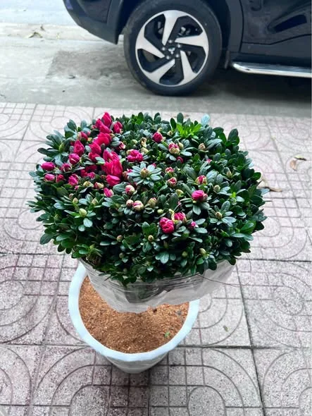 Bán đất Thôn Phú Sơn Thạch Lạc Hà Tĩnh gần nhà Văn Hoá Thôn Phú Sơn cách chợ Tượng Sơn 500m