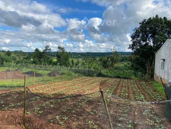 Hẻm Trường Chinh thông Lý Chính ThắngLàng Lang- P Hội Phú- Gia Lai