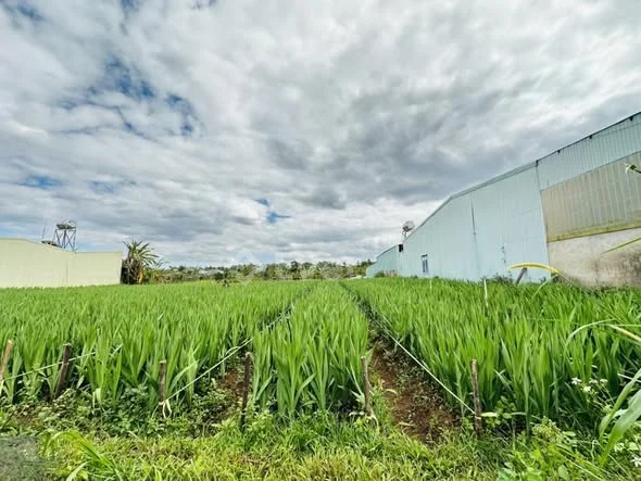 ĐẤT 2 MẶT TIỀN TRƯỚC SAU HẺM LÝ THƯỜNG KIỆT- Dt : 5 x 59m ( 100m đất ở )