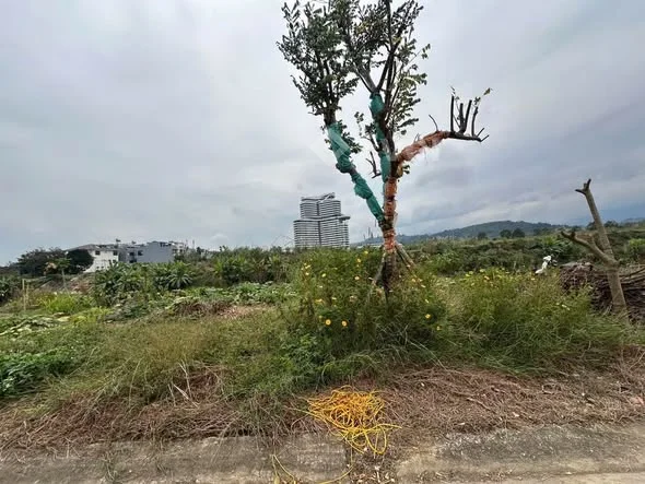 Hàng hiếm —view suốiBán nhanh lô đất 340m2 (10x34m) đường Ngòi Đum, Bắc Cường, Lào Cai - 11 tỷ - 340m²