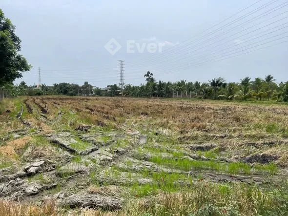 CHỦ BÁN ĐẤT LÚA – ẤP 3 NHỰT CHÁNH, BẾN LỨC - Cách Quốc lộ 1A chỉ ~2km