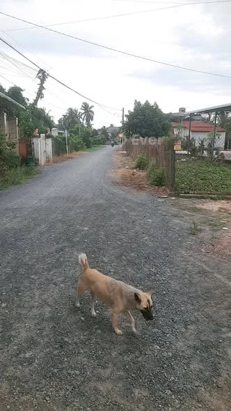 Hàng mới xuất hiện .bán đất tặng nhà cấp 4 còn mới. Kp Thanh Hoà Phường Thanh Điền cách nhựa 100m