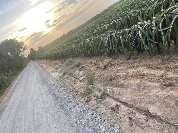 MUA ĐẤT CÓ THU NHẬP NGAY Đất vườn 15.270m2 đất mặt tiền nhựa địa chỉ ấp giồng bèn -xã huyền hội