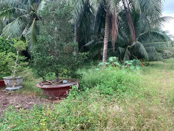 Mặt tiền đường Phú Hoà (đoạn ngã 3 Phú Hoà – Huệ Sanh) Diện tích: 10 x 50m