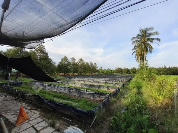 ĐẤT MẶT TIỀN vị trí siêu đẹp Mang Thít cần BÁN GẤ