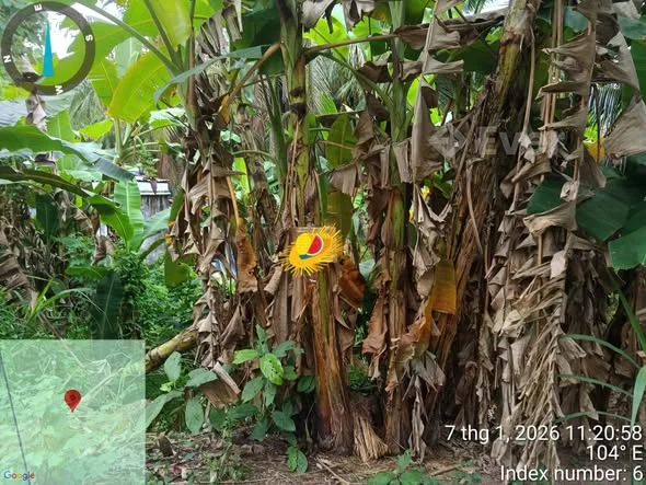 SANG ĐẤT GẦN CHỢ TRUNG NGHĨA, VŨNG LIÊM, VĨNH LONG DT: 539m2 (ngang 34m) Có 50m2 thổ cư 449m2 đất CL