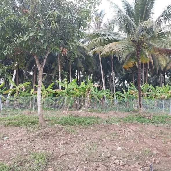 TAM PHƯỚC BÁN ĐẤT TẶNG NHÀĐất Tam Phước Châu Thành Bến TreDt : 380mv ngang 15m Giá : 640Tr TL - 640 triệu - 380m²