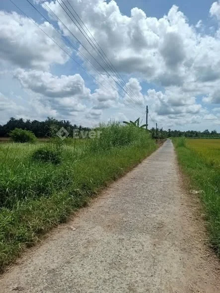 Bán đất mặt tiền đường dank tại Ấp Ô Bắp, xã Song Lộc mới