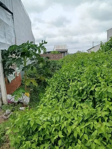 ĐẤT PHƯỜNG HÒA THUẬN. BÍCH TRÌ . 1 PHÚT 30 S TỚI CHỢ HÒA THUẬN. GẦN TRƯỜNG.