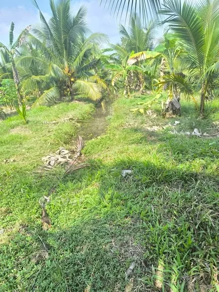 Cần bán 2153 m đất vườn tơ, dừa khô khoản 60 cây đang cho trái thiệt là đẹp.