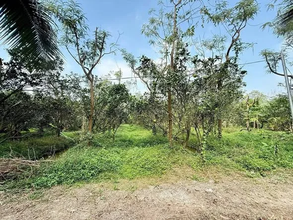 TTCBán 2000m (2 công ) đất Phú Tân2ty500tr giảm mạnh còn 1ty900tr