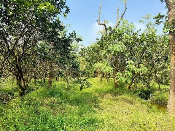 TTCBán 2000m (2 công ) đất Phú Tân2ty500tr giảm mạnh còn 1ty900tr