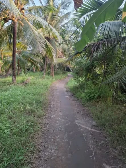 TTCCần Bán Gấp Vườn Dừa Tân Thành bình mỏ cày bắc Cũ Cách QL 882 khoảng hơn 1km