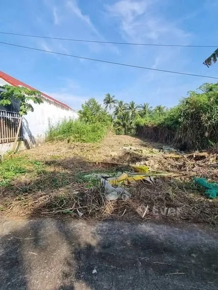 TTC Nền rẻ Phú Hưng - Bến Tre DT: 139m, ngang 5 m ( cây lâu năm )