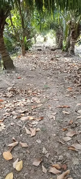 790trieuĐất vườn dừa, ấp 5 Quới Sơn Bến Tre Dừa mít đang thu trái hàng tháng Đường ôtô tới đất