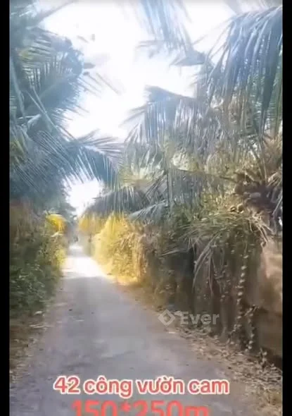 bán Đất Vườn Cam sở còn đất lúa ạ DT 42000m2 ( 42 công )Mặt tiền đường nhựa 8T Xã Châu Điền