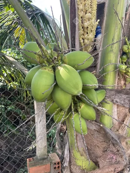 ĐẤT TRUNG TÂM LONG KHÁNH –1 SẸT HỒ THỊ HƯƠNG – NGAY NHÀ HÀNG SUNSHINE