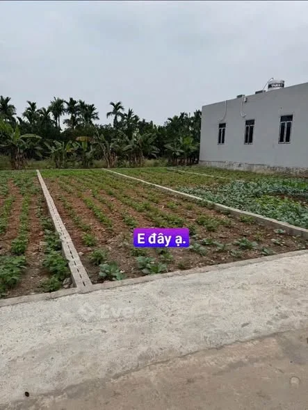 85.3mv tại Đông Ninh Khoái Châu , nay là Châu Ninh Hưng Yên  Đất vuông vắn, hướng nam mát lành - Thỏa thuận - 85.3m²