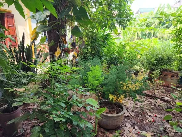 Bán lô góc ô tô Thượng Phúc, Thanh Trì tiềm năng tăng giá