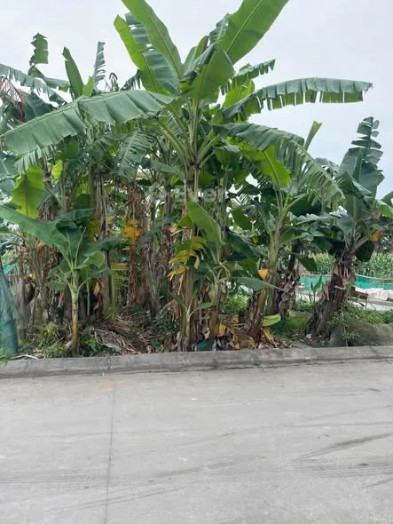 Chính chủ bán lô đất tại Thuần Xuyên, Hưng Long, Mỹ Hào, Hưng Yên Diện tích 61,2m