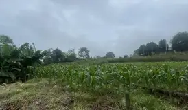 Bán lô đất tại Cố Đụng Yên Xuân Hà Nội 840m2 giá 7 tỉ - 7 tỷ - 840m²