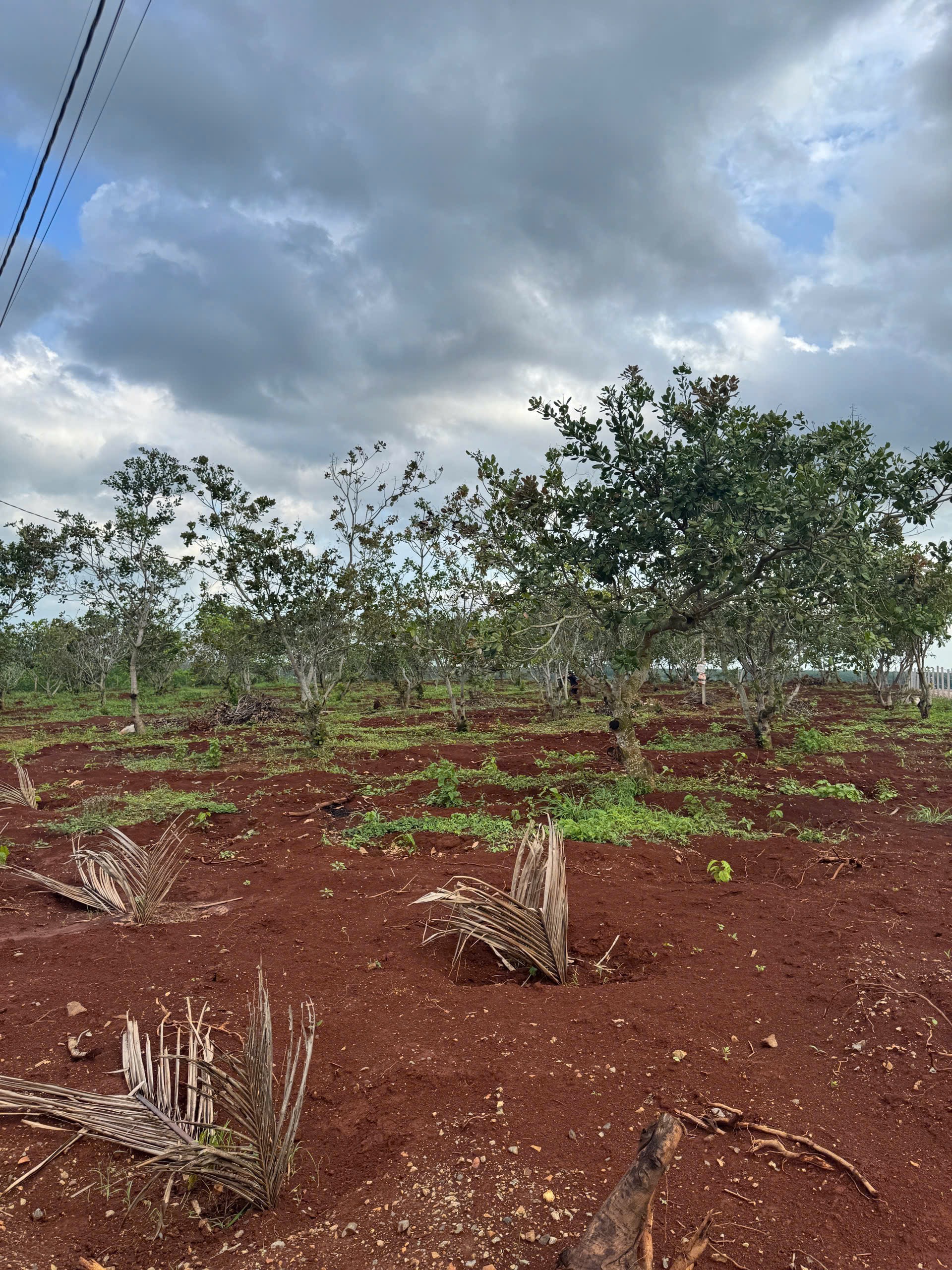 BÁN ĐẤT NÔNG NGHIỆP TẠI NGẢI GIAO, CHÂU ĐỨC, HỒ CHÍ MINH